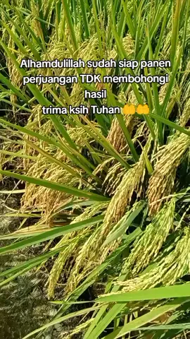 #petanipadi#petani muda indonesia 