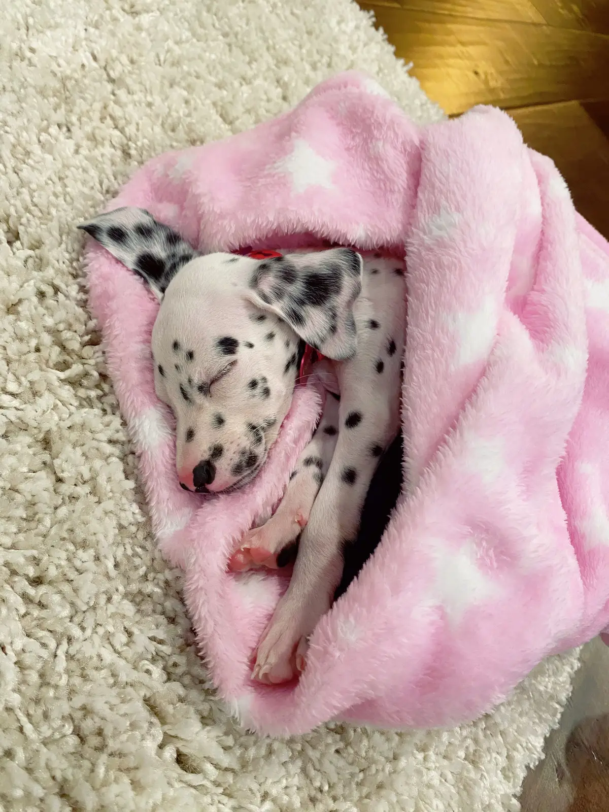 #creatorsearchinsights #dalmatian #eightweekoldpuppy #dogtok
