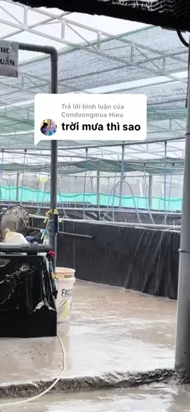 Trả lời @Conduongmua Hieu dạ em cảm ơn chia sẽ của anh 😊. Đây là cách em đánh vi sinh khi trời mưa, mong là sẽ hữu ích cho anh ạ 😄. #nuoitomcongnghecao  #nuoitom  #thuysanvui247  #trilaiminh 