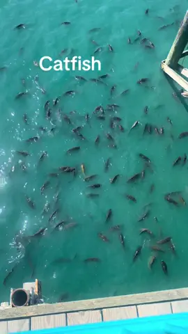 #catfish 