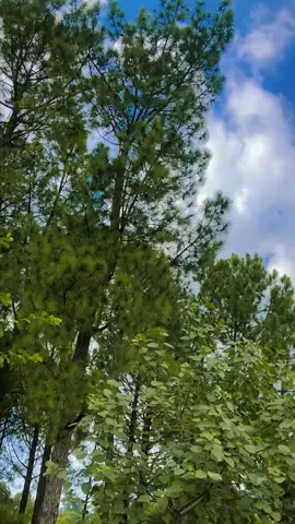 chlo ishq lray #entertainment #happymod #happy #happybirthday #song 