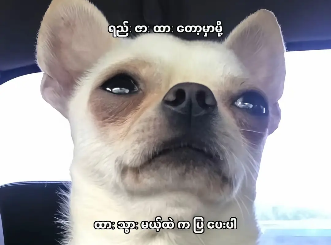 #မြင်ပါများပီးချစ်ကျွမ်းဝင်အောင်လို့🤒🖤 #ငါသေမှပဲfypပေါ်ရောက်မှာလား😑😑 