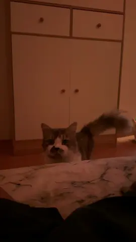 🫀