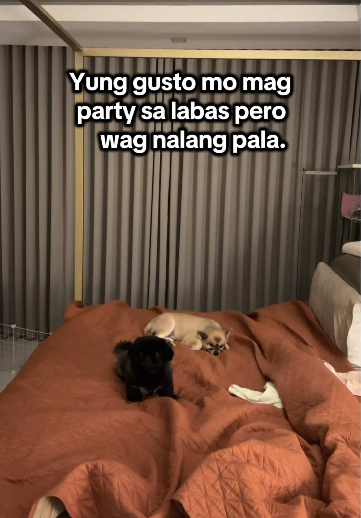 Nasobrahan sa pagging furmom ayaw ng lumabas ng bahay 🤣  #furmom #furbaby #doglover #furbabies #petlover 