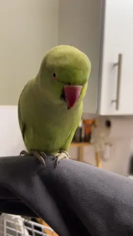 Deadly  #birds #indianringneck #parrot #parakeet #petbird 
