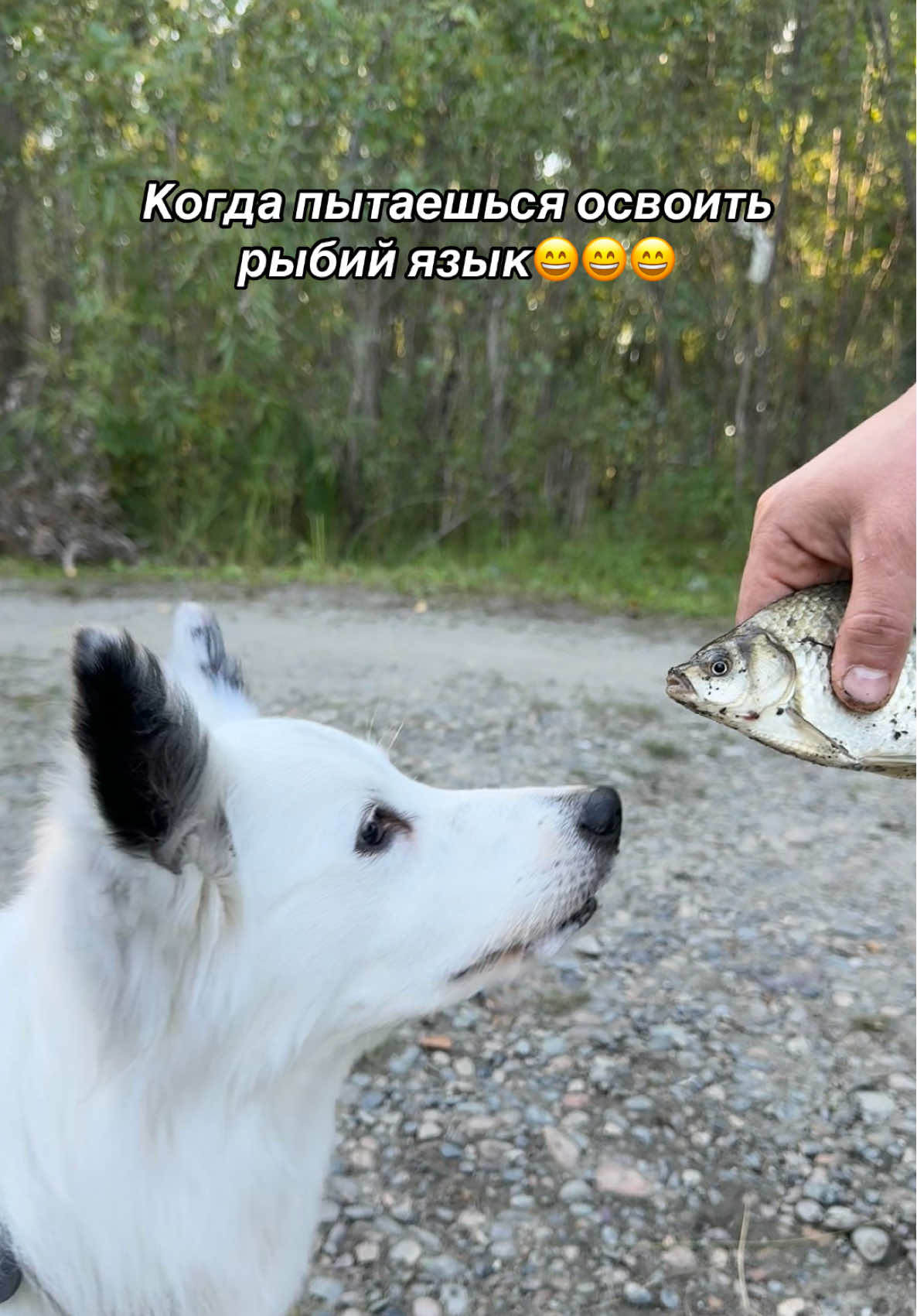 А ваши говорят на рыбьем?) #вивибордерколли P.s. на самом деле это поведение называется флемен, если кому-то интересно, можете погуглить  что такое вомероназальный орган у собак)
