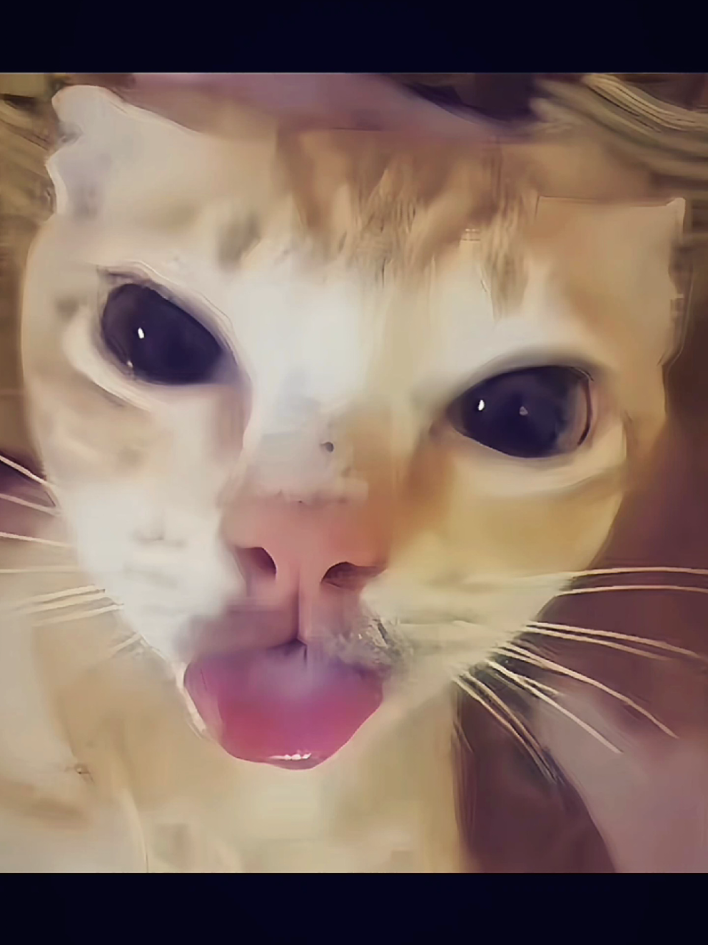 cr: 喵喵喵。(douyin) #kitten #cat #fyp 