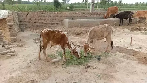 pipla di chan we #forypupage #pindwali #pindawale #gaon #foryou 