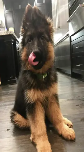 #germanshepherd 
