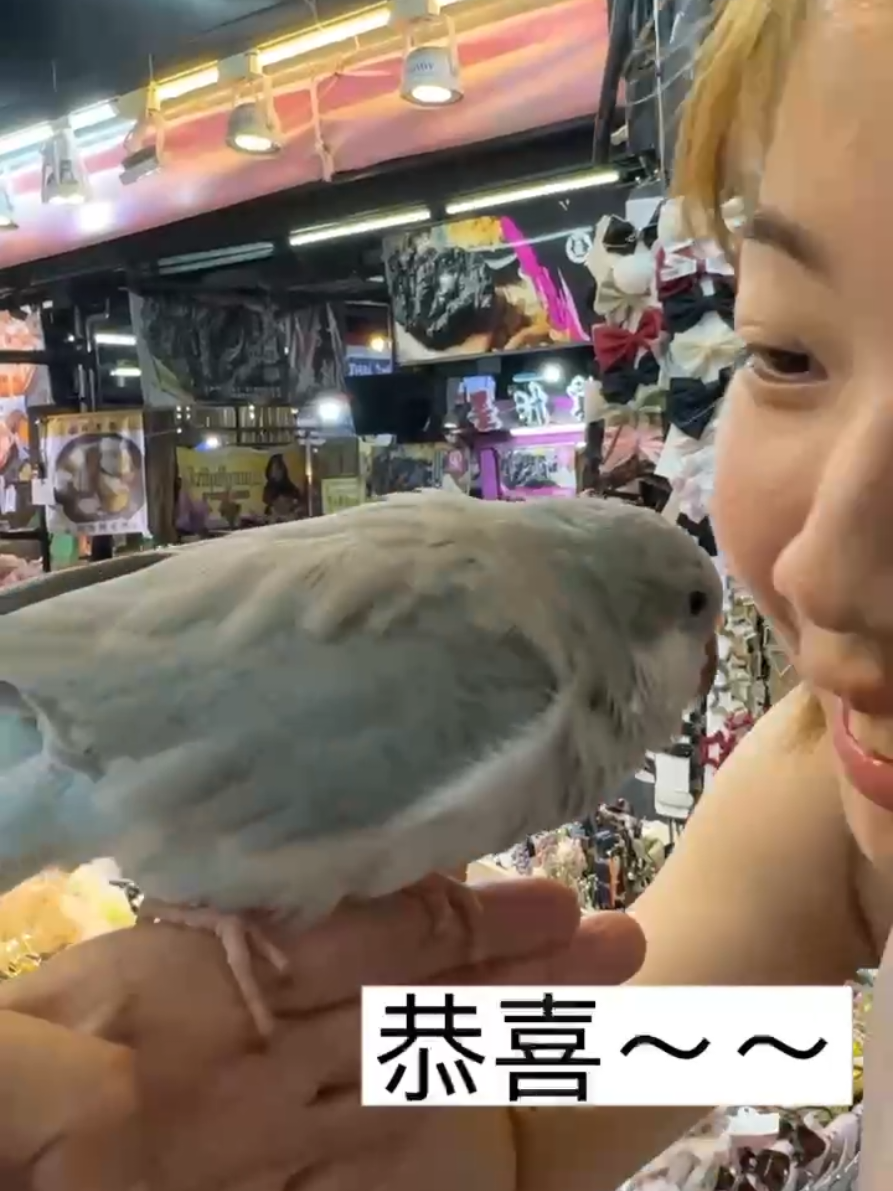 很高興逛夜市認識鳥友，來來越來越會講話，真棒👏 #和尚鸚鵡的日常  #和尚鸚鵡來來學講話  #推薦推起來 
