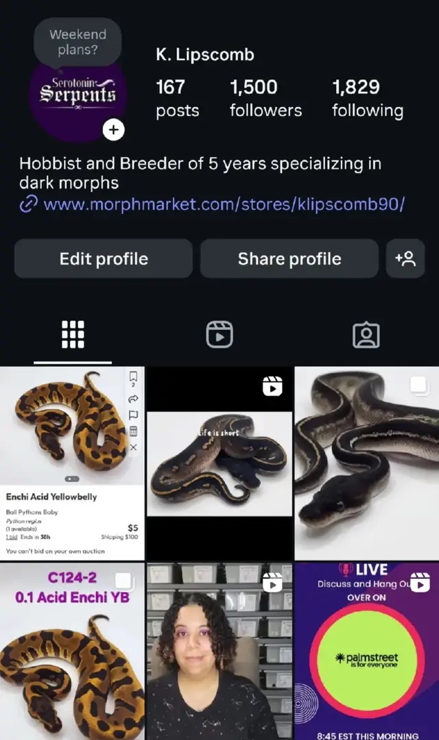1500! I reached my goal over on #instagram all thanks to you guys! Seems like a thank you is in order....so maybe a raffle? a shimaway? both?...stay tuned. #thankyouforfollowingme #reptiletok #keepitgoing 