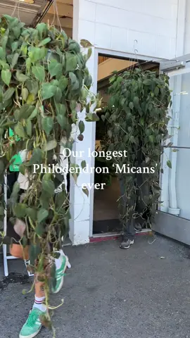 Our hanging plant selection is no joke this weekend 🙂‍↕️ #plants #houseplants #portland #plantshop #philodendron 