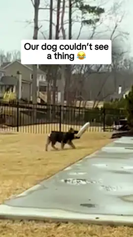 He has zero frisabeelity 🐶 #afv #fail #funny
