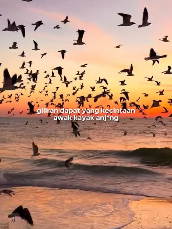 giliran dapet yang kecintaan awak, kayak anj*ng ( pake templatenya klik logo #CapCut ) #templatecapcut #feboongg #fyp 