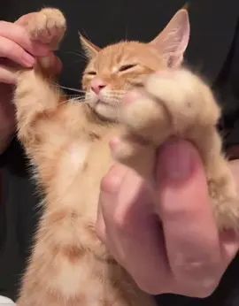 come on!!#catdance #PetTikTok 
