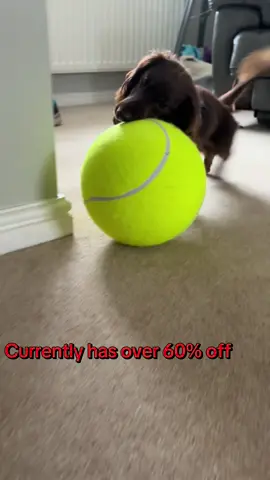 What a bargain!! #sausagedog #minidachshund #tiktokshop #dogsoftiktok #ball 