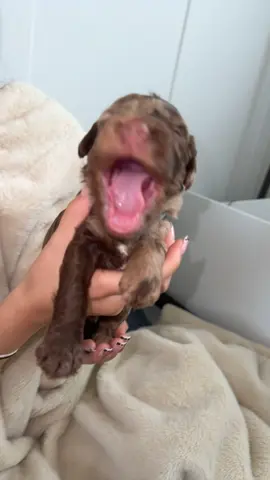 Grey collar, boy🩶 #cockapoo #puppylove #foryoupage❤️❤️ 