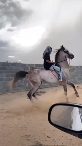 مستطرب 👏🏻#خيل_وخياله🐎 #مشاءالله #الشعب_الصيني_ماله_حل😂😂 