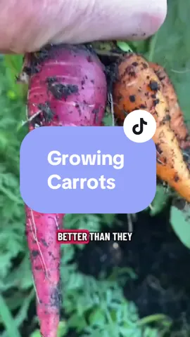 Tips for growing carrots🥕 #gardening #gardening101 #garden  