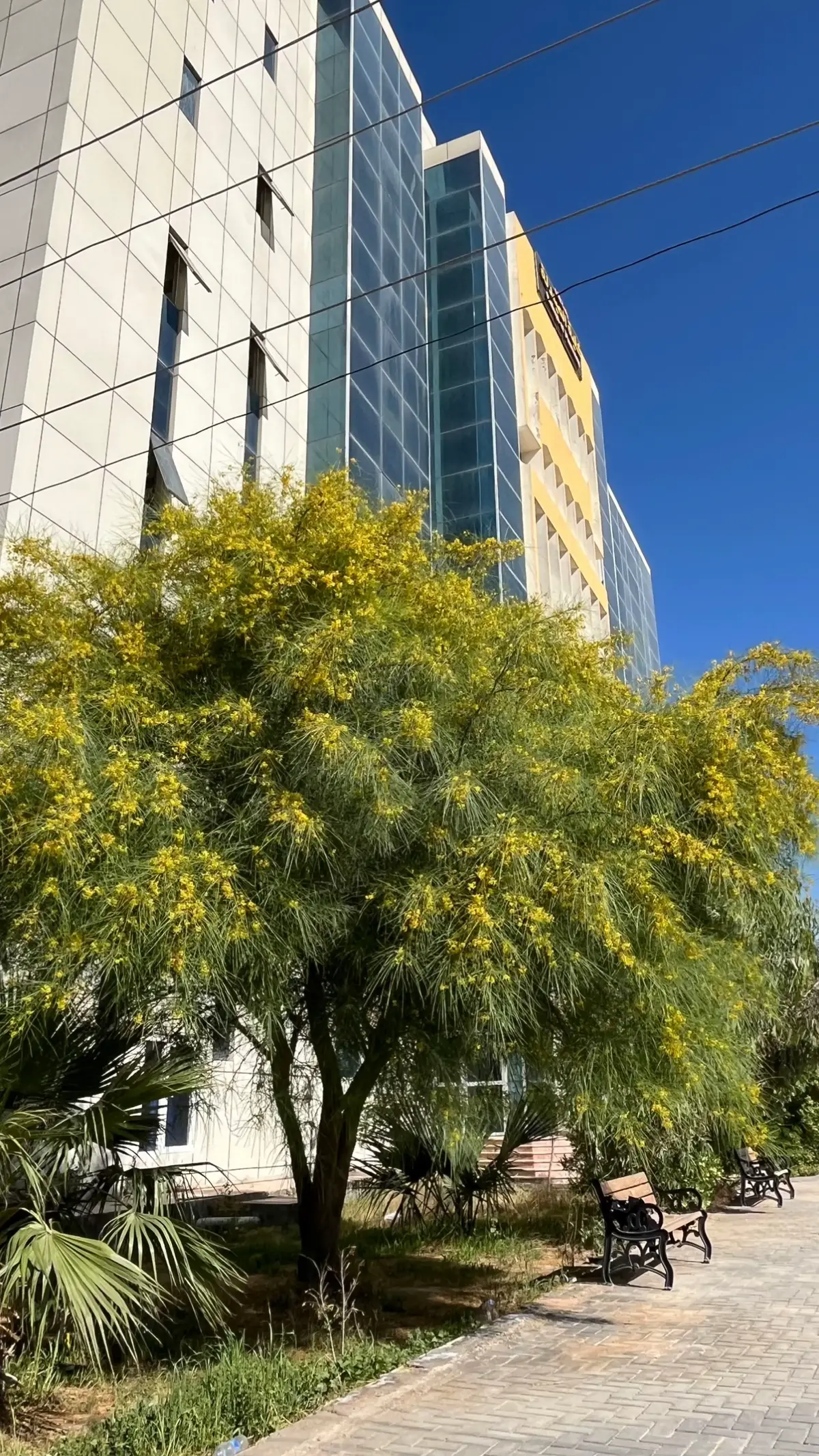 ‎#جامعة_المثنى #السماوه_مدينتي #صيدلة  #almuthanna_uni #fyp 