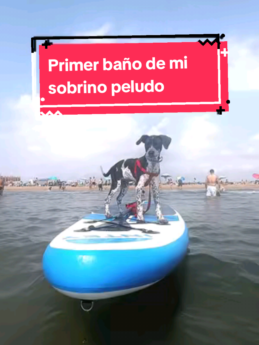 🐶 Hoy ha venido de nuevo mi sobrino peludo Y como buena tía perruna que hace planes con perros… me lo he llevado a la tabla de pádel. 🏖️ Porque tener perro no significa dejar de hacer planes. Significa que los haces con él. Tiene 3 meses y parece que no se le gasta nunca la batería: 🛶 Subido a la tabla 🐕‍🦺 Corriendo detrás de todos los perros ⛏️ Cavando un hoyo que parecía una obra 🫧 Llenándonos de arena hasta las pestañas 😴 Ahora está KO, pero en cuanto se despierte…  hay que bajarlo a la calle rápido. Todavía no tiene muy claro que en casa no se hace pis (Tengo parquet, por cierto 🙃) #familiasmultiespecie #perrosvalencia #planesconperro #cachorromolón #odínychopo 