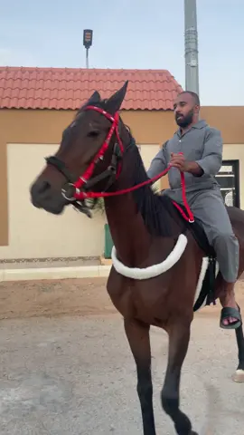 اسف عمي منصور 🌚😂😂😂😂😂. #fyp #fypage #خيل_وخياله🐎 #شعب_الصيني_ماله_حل😂😂 #نساح 