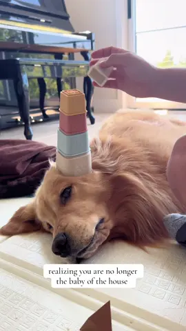 he ways joins for play time though 😁 #dogsoftiktok #goldenretriever #dogsandbabies 