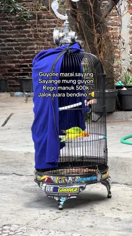 La enggeh 🫣 #lovebird #lovebirds #kicaumania #gasblonkteam #at16garage #paud #lovebirdpaud #lovebirdmania #lovebirdfighter #kicaumaniaindonesia #lovebirdkonslet #gantangan 