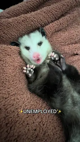 I do have a lot of good qualities too ☺️#opossumsoftiktok #opossums #PetsOfTikTok #piggy #fyp 