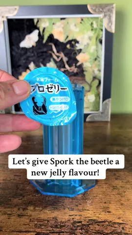 yippee !! Spork is back <3  I go through SO many jelly pots lately, so this is helpful for preventing any waste!  #entomology #bugsoftiktok🐜🐌🐛🦗 #coleoptera 