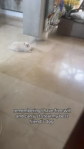 I love beba #beba #dog #dogsoftiktok @Maria Arguedas 😛 