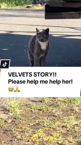Please help me help her and others before my move! 😭🙏 #cat #straycat #catcolony 