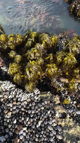Kelps are large brown algae or seaweeds that make up the order Laminariales. There are about 30 different genera. Despite its appearance and use of photosynthesis in chloroplasts, kelp is technically not a plant but a stramenopile.