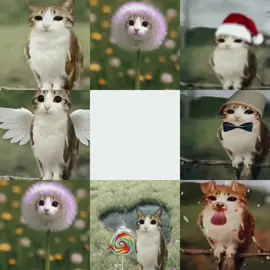 MEOWL #MEOWL #MEOWL #MEOWL #imanewsoul 