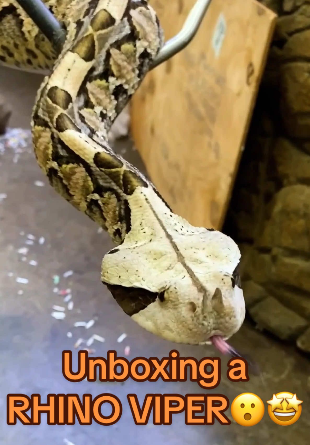 Beautiful Rhino Viper😍He is absolutely breathtaking and those colors on her are unreal, basically telling you to steer clear 🖤 those bold patterns and textures that look like they are painted by hand 🎨🐍 Every scale is like a piece of art and he is very calm but has a very powerful presence👀 That huge head ain’t for show and houses some very strong venom glands😳