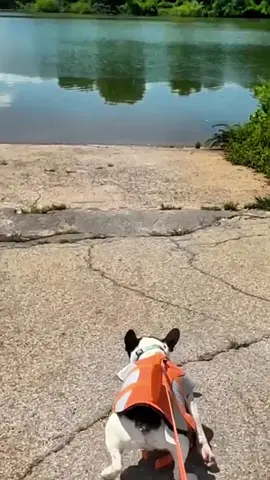 Funny French bulldogs #bulldogsoftiktok #funnytiktok #frenchbulldog #swimming #lovefrenchies 
