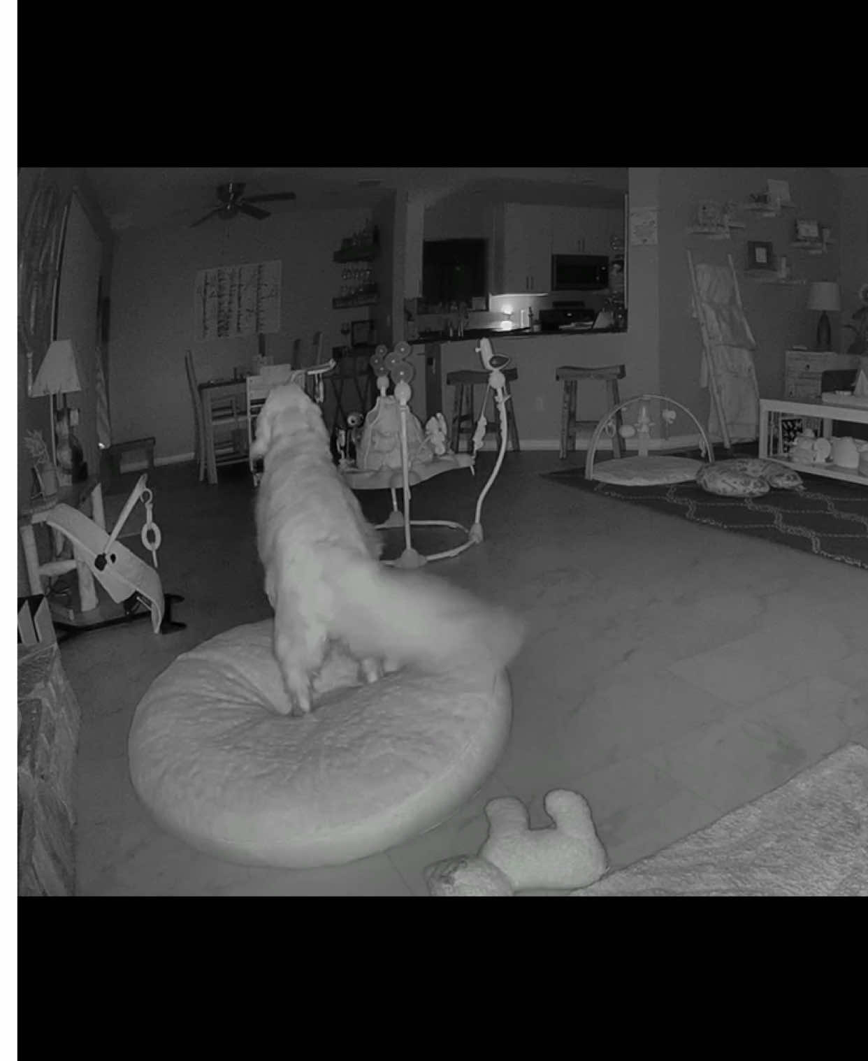The past few days during the hours of 2-4am our Golden Retriever has barked at something during the night. The camera hasn’t captured anything until now. Some will say it’s just dust or bugs flying around, but this video clearly shows orbs. As you know, Golden Retrievers are very gentle loving dogs, it’s odd for him to have an angry bark. He obviously sees something that we cannot. But why all of a sudden activity? Is it because we live close to a cemetery or welcomed a new baby? Whatever the case is, I don’t get sleep at night.  #paranormalactivity #orbscaughtoncamera 