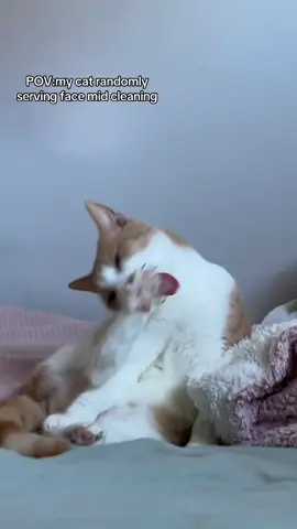 It’s giving bitch who you looking at! #fyppppp #beau #catsoftiktok #fypppp #famous 