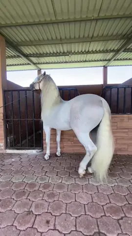 #CuadraMartinezDJK #fyp #elsalavdor🇸🇻 #fypシ゚viral #