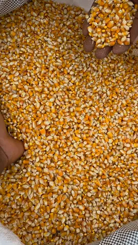 Quality grains and machine cleaning when you buy from us. You don't have problem with dirty grains spoiling your milling machines #duyueindustries #yourgrainsuppliers #grainmasters #theagegroup 