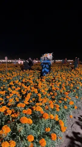 Día de muertos en Oaxaca .#diademuertos #macariopelicula #mexico🇲🇽 #oaxaca #travel 