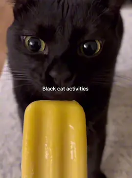 Last one 😂 #fyp #funny #blackcat #catsoftiktok    #creatorsearchinsights 