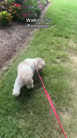 #shihpoo #shihpoooftiktok #shihpoopuppy #shihpoolife #shihpoodog     