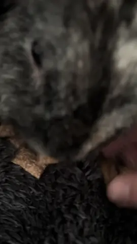 DONT TOUCH MY TREATS!!!  #rabbit #fyp #liverpool #naughty #rabbitsoftiktok 