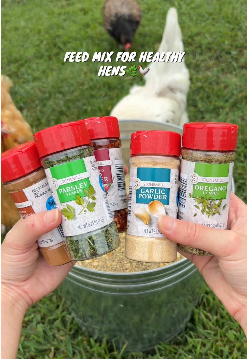 Adding herbs to my chickens feed! 🌿🐓 I like to do this periodically to keep the ladies healthy!  #chickenfeed #chickenkeepingtips #healthyhens #backyardchickens #chickensoftiktok 