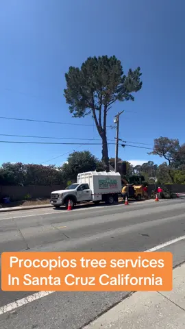 #mexico🇲🇽 #arvoleros🌲 #trees #construction #sanjosecalifornia 