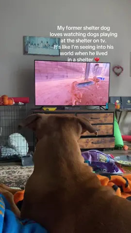 But his shelter was worse and almost un4lived him :((( (he’s very healthy and happy now) 🐾🦮🐶 Your dog needs to watch “Dog PlayGroup Stories” on YouTube!!! All dogs are adoptable #dogtok #shelterdog #rescuedogs #fosterdog #adoptdontshop #dog #rhodesianridgeback #lab #labmix 