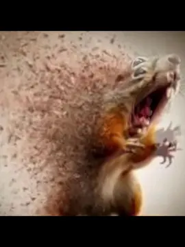 #squirrel #fyp #tiktok #enjoy #ai 