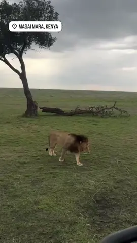 Today Kijana and Olchore were spotted at Mara/Serengeti border 📸 aram_abdi #lions #fyp #lion #justiceforolobor #justiceforlorkulup 