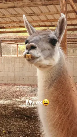 ihihihihi😬😂😂#funnyvideos #funnyanimals #foryou 